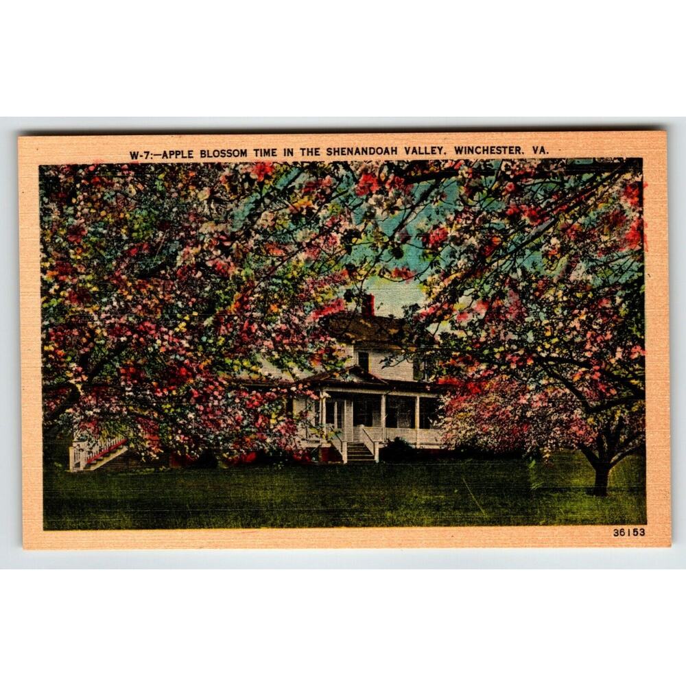 Apple Blossom Time Shenandoah Valley Virginia Postcard Linen Unposted Asheville